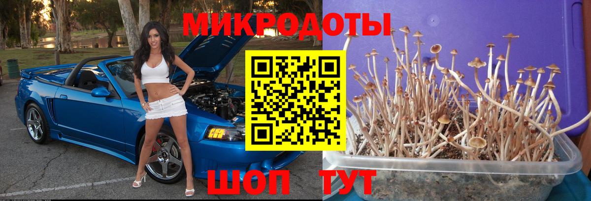 цена   Вход с VPN  Псилоцибиновые грибы Psilocybine cubensis  Ипатово  Псилоцибиновые грибы мицелий 